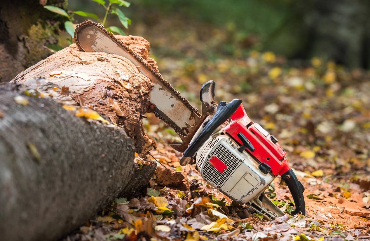 Emergency tree removal service