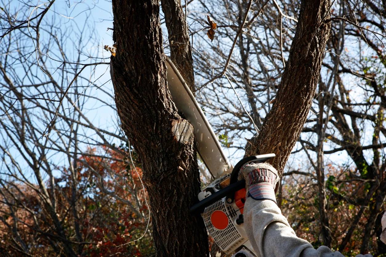 Residential tree care service