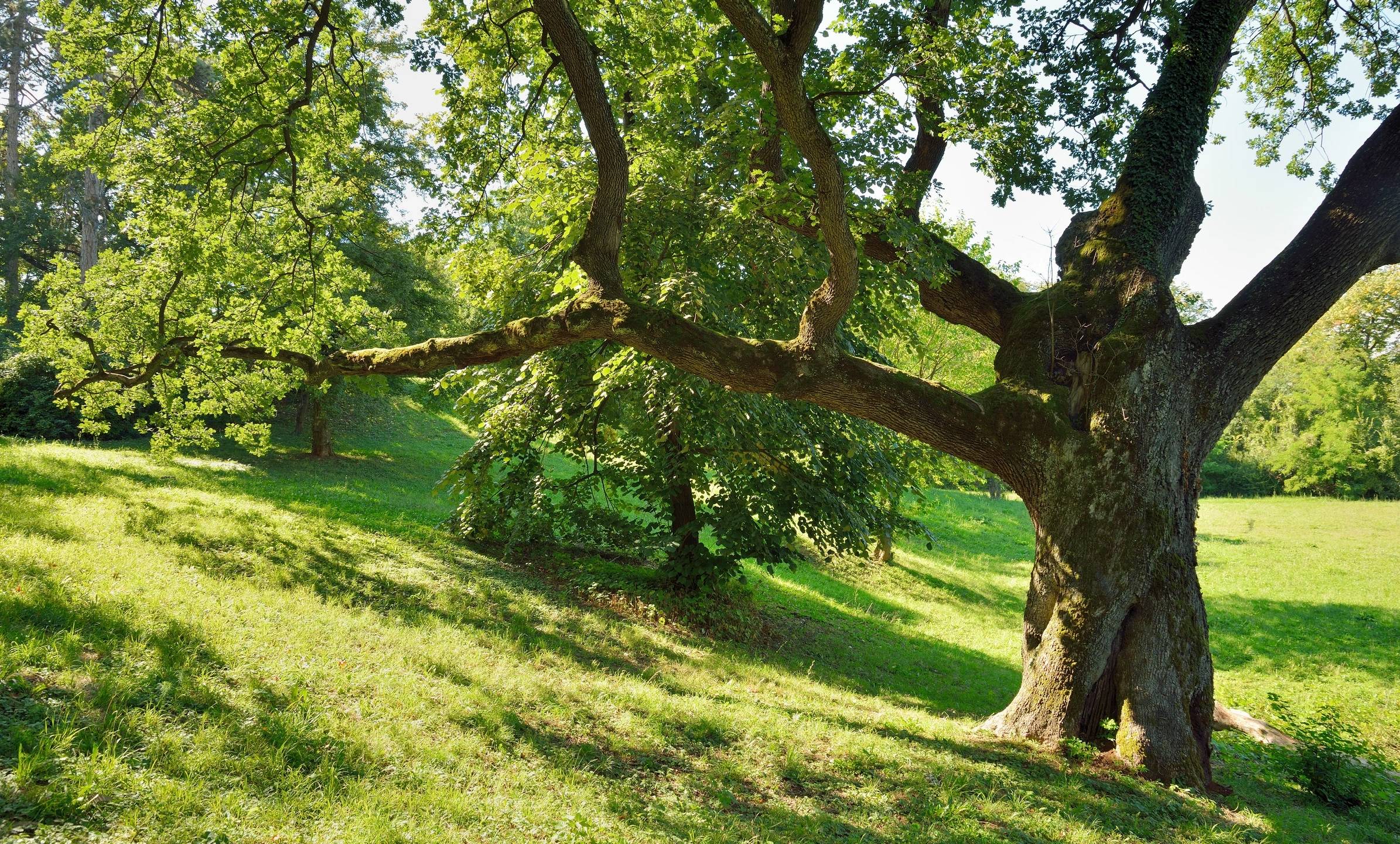 Tree maintenance plan